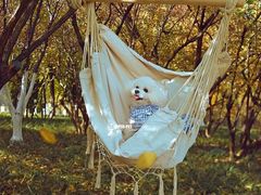 -超宠爱宠物摄影-Super pet