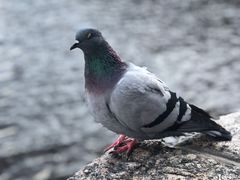 -涅瓦河