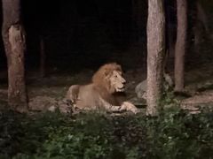 -清迈夜间动物园