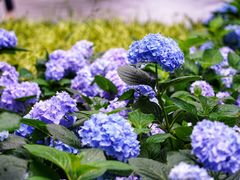 -上海共青森林公园