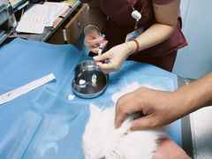 -纳吉亚猫专科动物诊疗中心(蒋宅口分院)