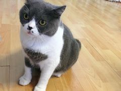 -猫音日语留学培训