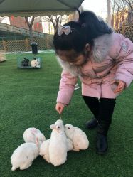 -萌宠亲子动物乐园(槐房万达店)