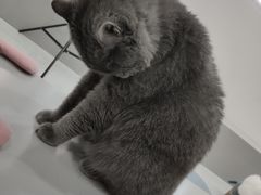 -糯米喵星人·撸猫猫舍咖啡馆(西市场嘉华店)