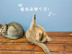 -这儿没有猫·猫咖萌宠馆·撸猫