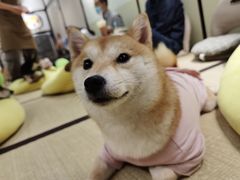 -逗柴咖啡屋·狗咖猫咖宠物桌游
