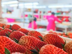 -建德果蔬乐园绪塘草莓基地