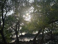 -宝安西湾红树林湿地公园