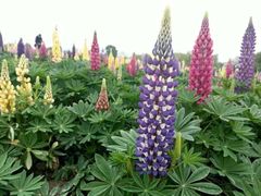 -径山花海