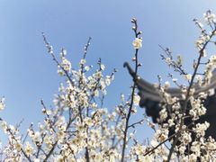 -香雪海