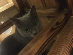 -猫色咖啡·猫咖