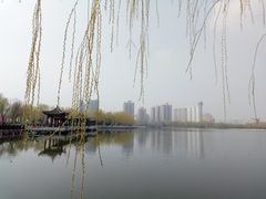 -莲花池公园
