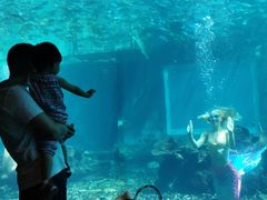 -海棠湾洲际-涛·海底餐厅·美人鱼·自助餐·海底隧道