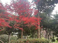 -龙头寺公园