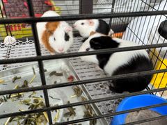 -马陆小张葡萄园农家乐