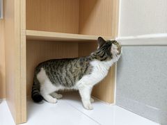 -谐和益家动物医院·免疫绝育·血液透析·宠保定点医院(高新伊藤分院)