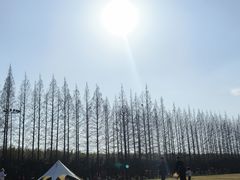 -黄海国家森林公园