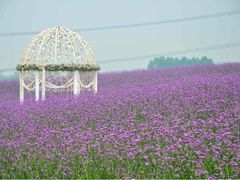香薰山谷-紫颐香薰山谷景区
