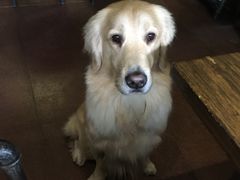 -百好乐宠物友好餐厅(朝外大街店)