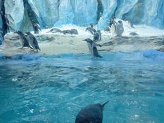 -帝企鹅自助餐厅•儿童岛•真企鹅(长隆企鹅酒店)