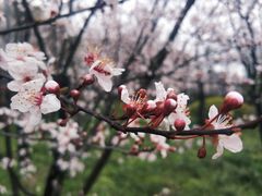-顾村公园