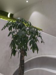 -银座Calla日式美容沙龙
