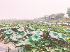 -焦岗湖旅游度假区