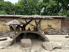 -上海野生动物园