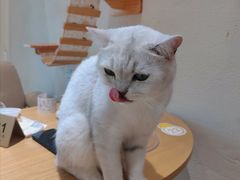 -藏猫猫咖啡主题馆(中央大道店)