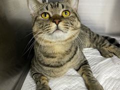-纳吉亚猫专科动物医院博雅分院