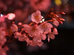 -HARBS(渋谷ヒカリエ シンクス店)