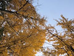 -苏州上方山国家森林公园
