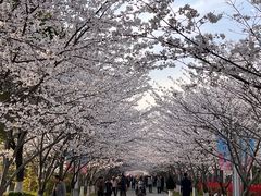 -高东镇樱花园