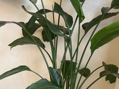 -恒悦轩·粤菜(上海展览中心店)