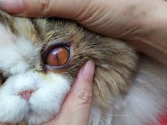 -邢大夫动物医院