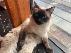-蓝鲸·缅因猫舍