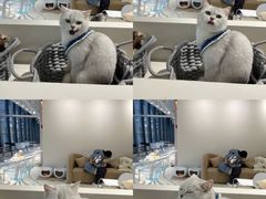 -怪兽屋·羊驼·猫咖·狗咖(俊华广场店)