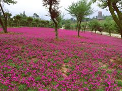 -都江堰玫瑰花溪谷