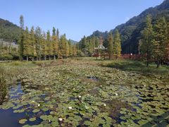 -广州市石门国家森林公园