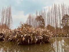 -桤木河湿地公园