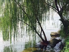 -金鸡湖桃花岛