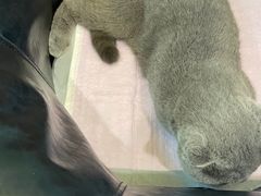 -宠颐生斯嘉宠物医院·急重症·心内科(谷阳北路分院)