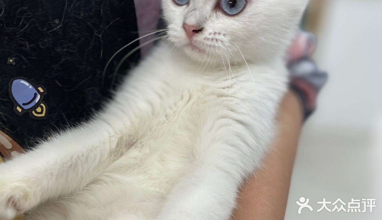 Universe猫宇 | 天河靠谱猫舍‼️