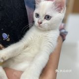 Universe猫宇 | 天河靠谱猫舍‼️