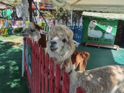 -萌宠亲子动物乐园(槐房万达店)