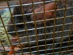 -未来动物城主题公园(正弘城店)