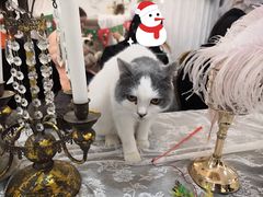 -共舞时光猫咖·狗咖(新街口店)