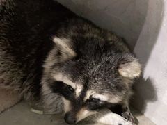 -浣熊柯尔鸭土拨鼠·电玩咖