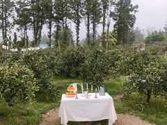 -柑橘农场