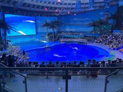 -海合安成都极地海洋公园
